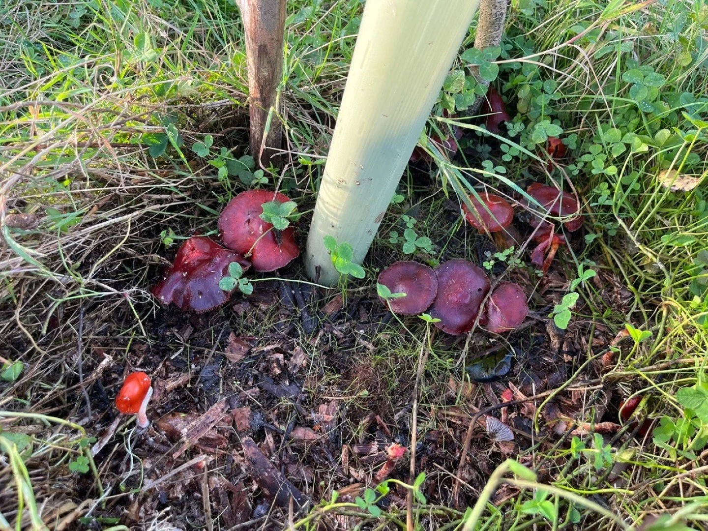 Waxcaps
