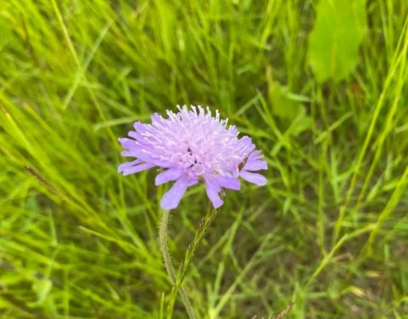 Field scabious