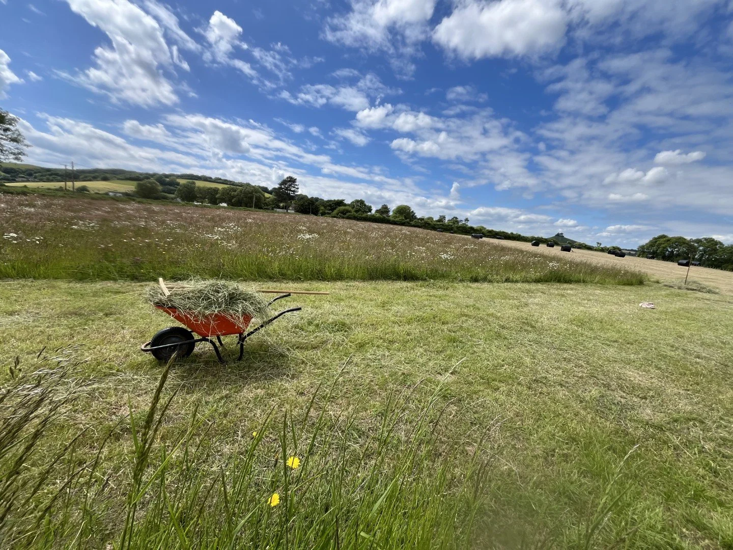 Wildflower meadow & low sugar grasses beyond