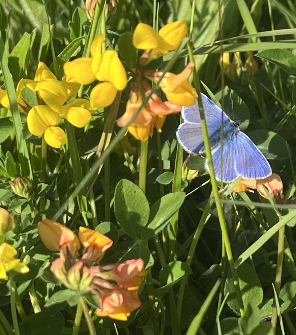 Common blue & birdsfoot trefoil