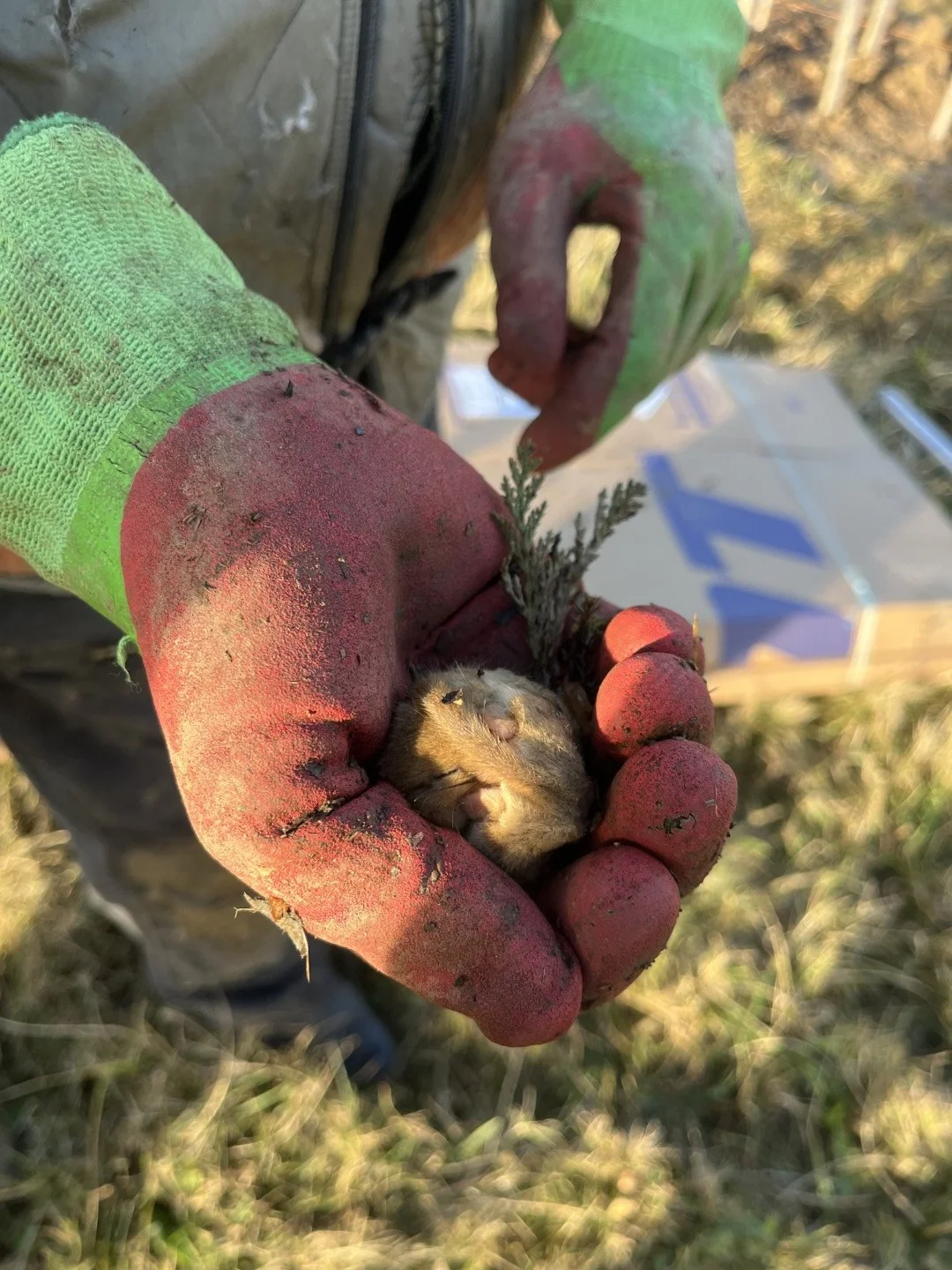 Dormouse accidentally unearthed