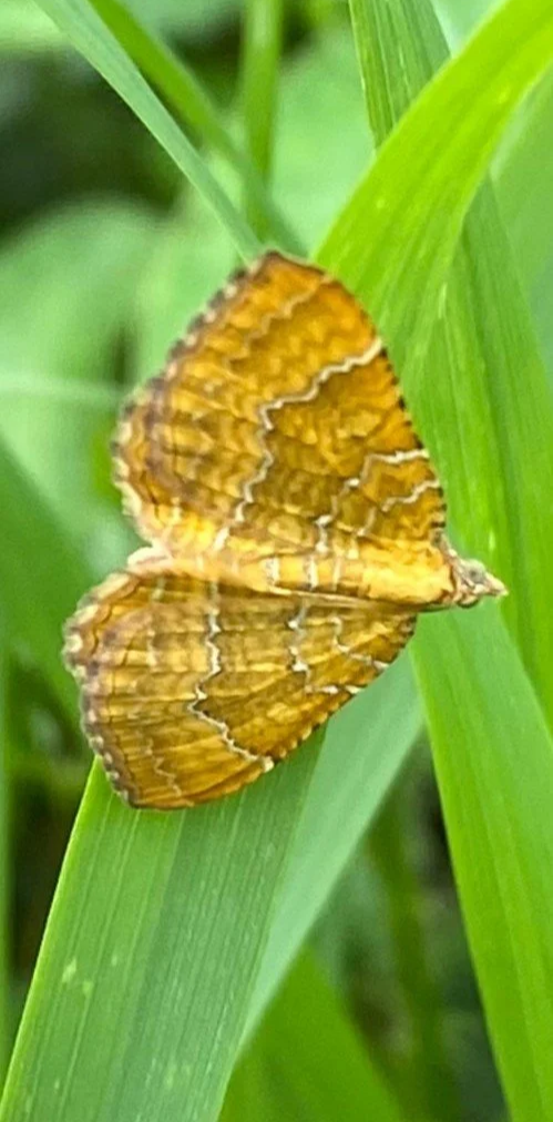 Yellow shell moth