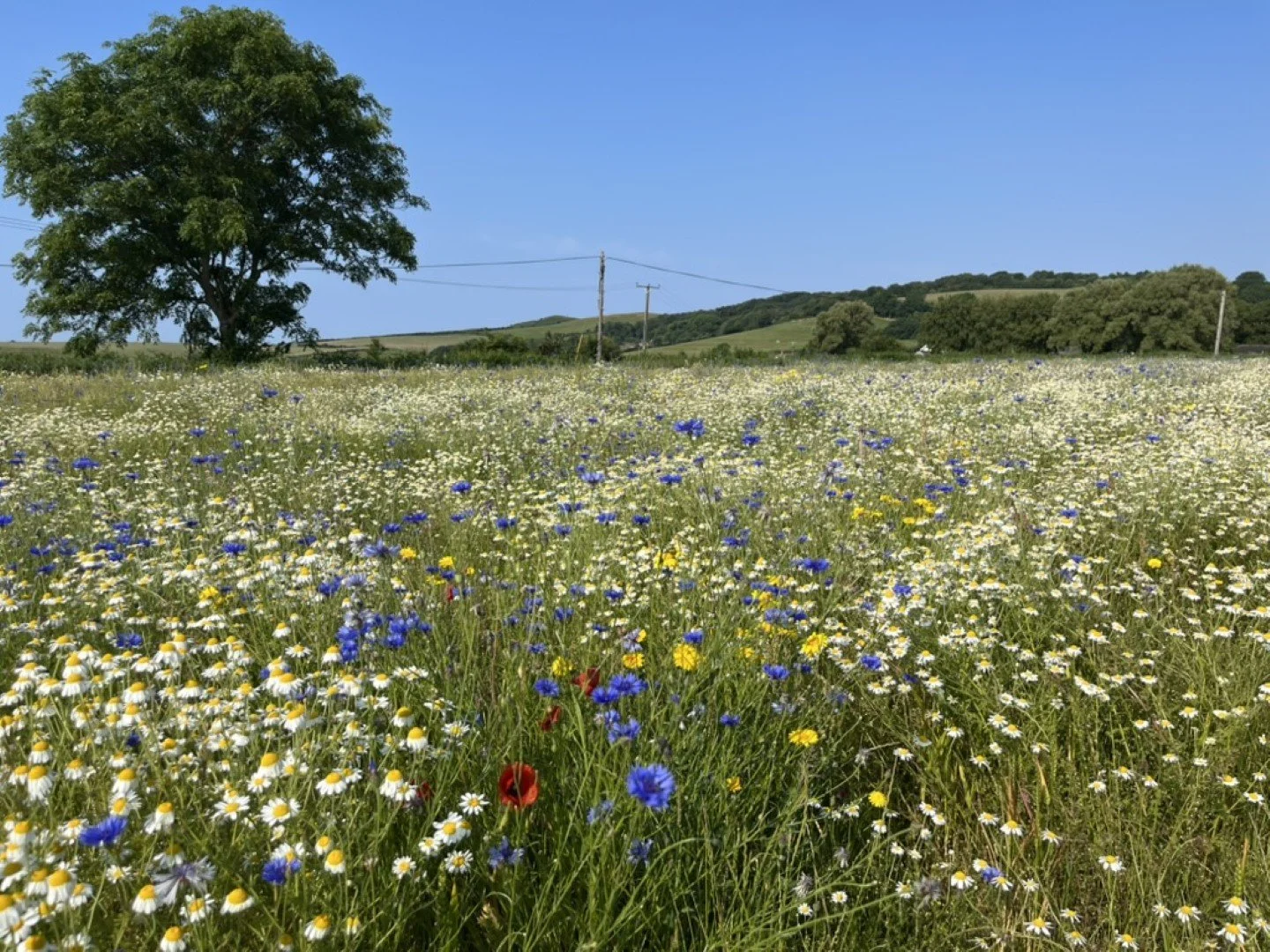 Cornfield annuals