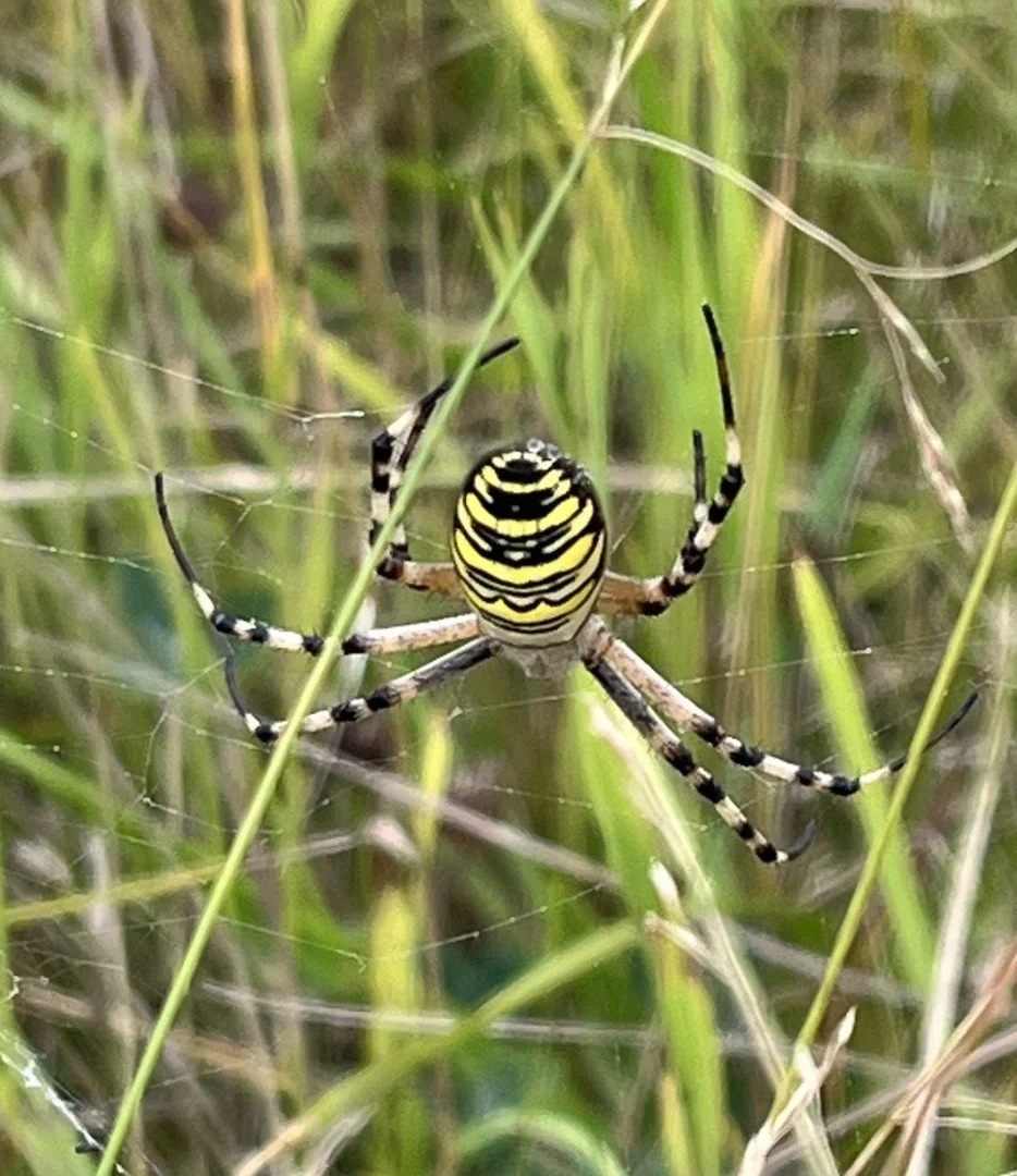 Wasp spider
