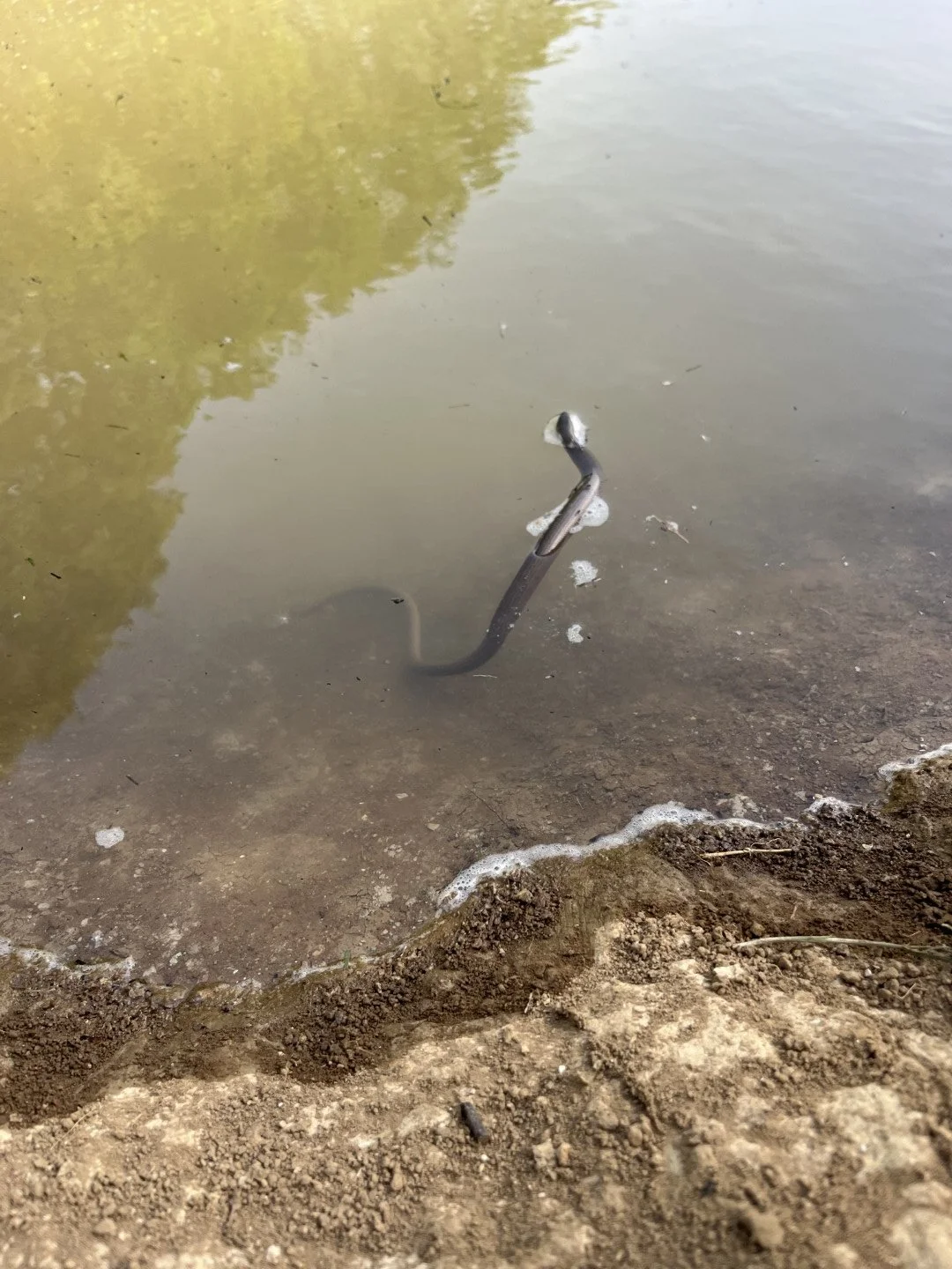 Slow worm in the newly formed pond