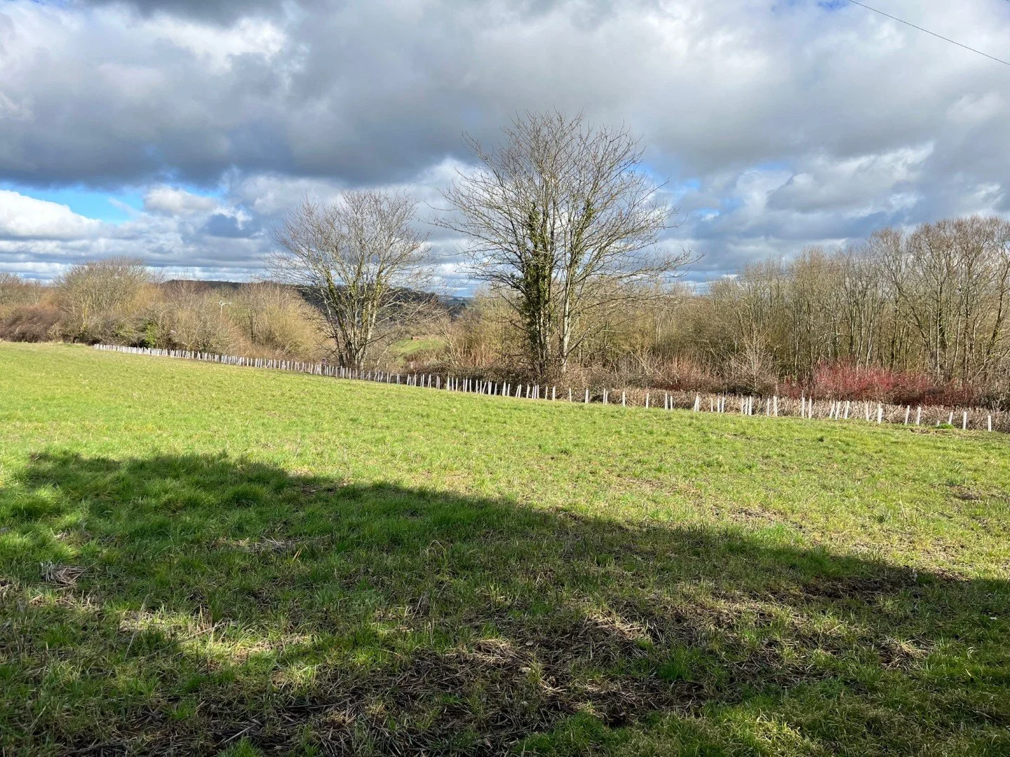 East hedge, February 2023