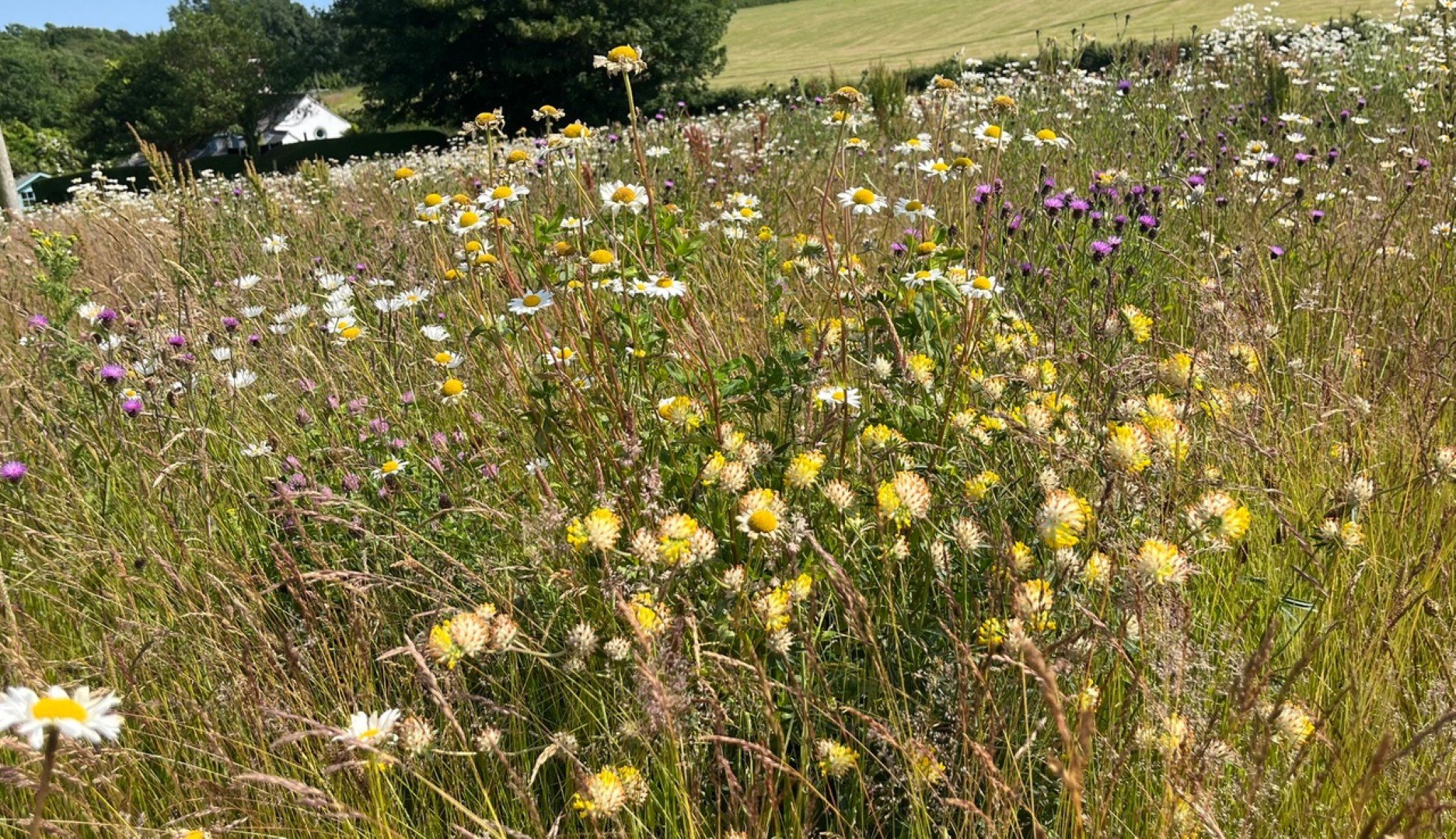 Kidney vetch, knapweed, oxeye daisies in large field meadow