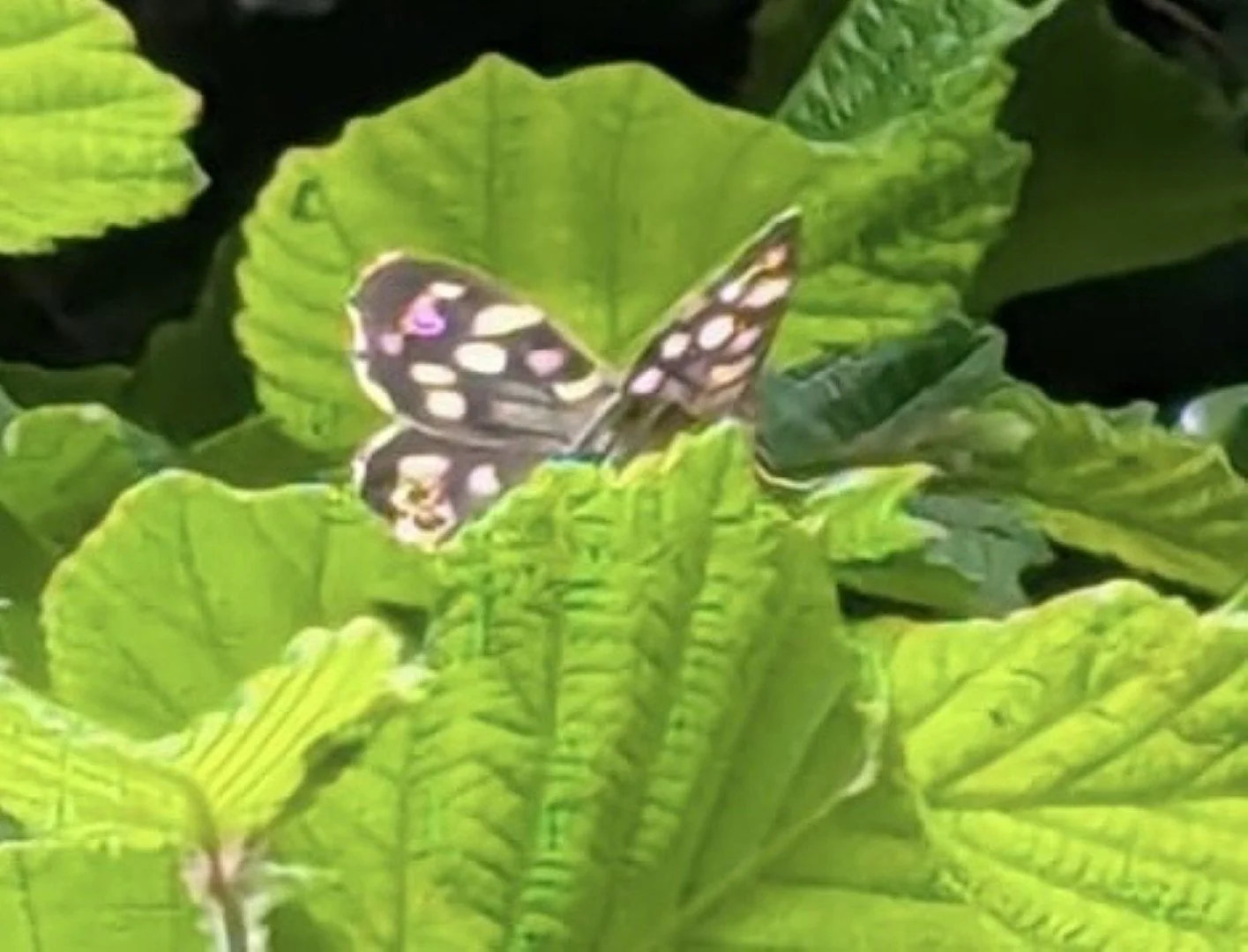 Speckled wood moth