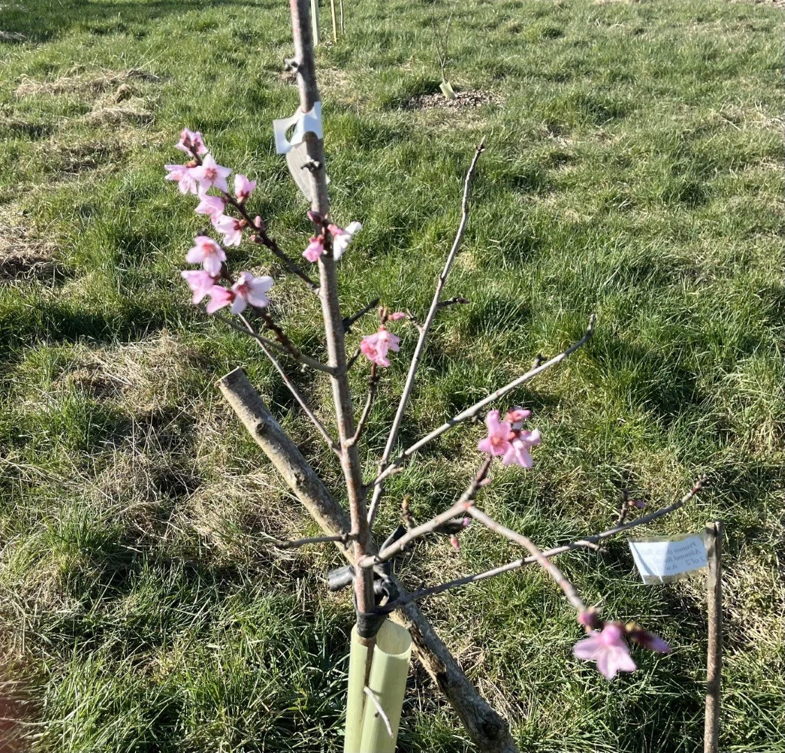 Almond (prunus robijn)