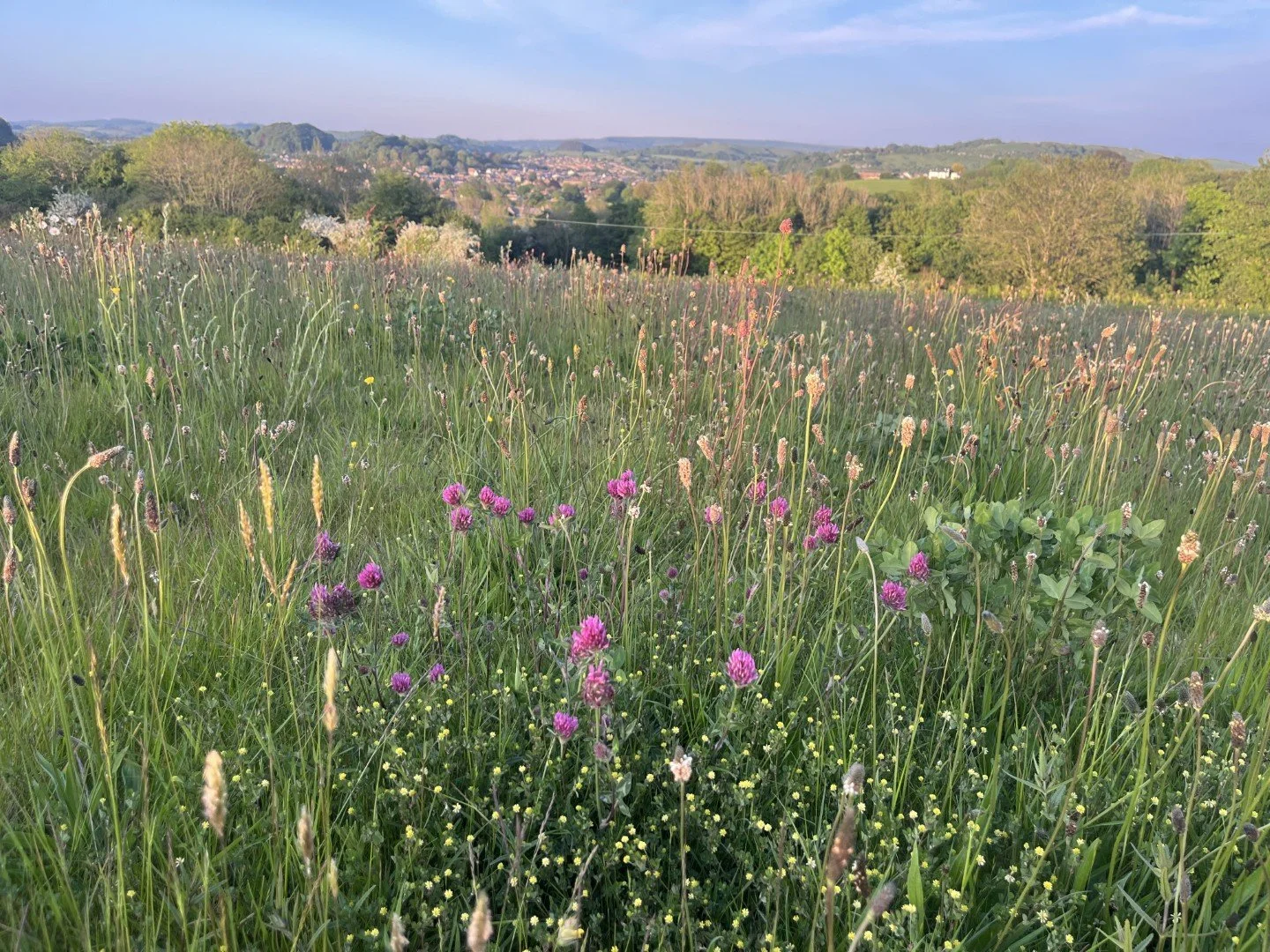 Lesser trefoil, red clover, grasses