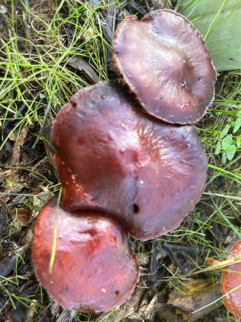 Scarlet waxcaps