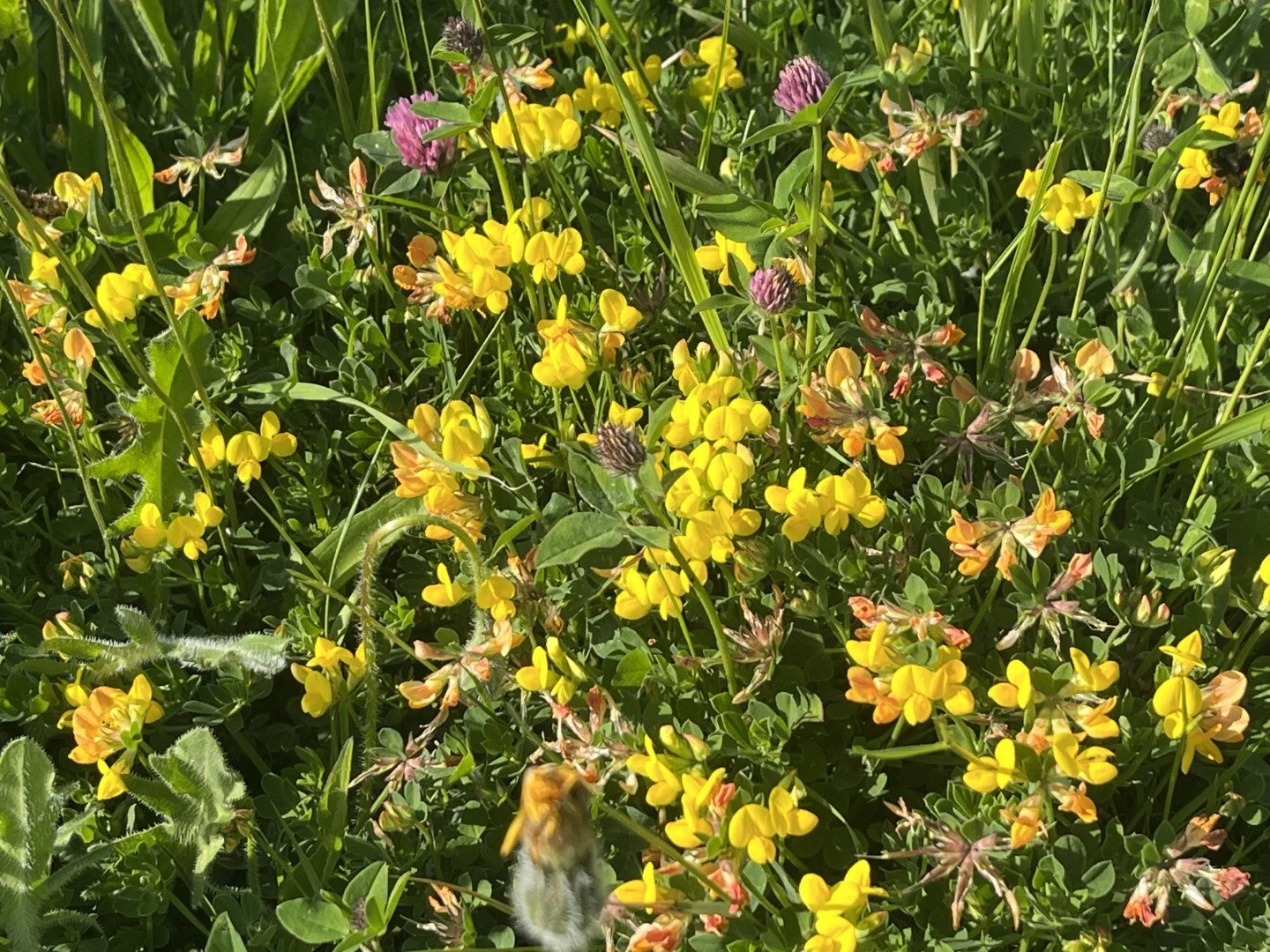 Birdsfoot trefoil and knapweed