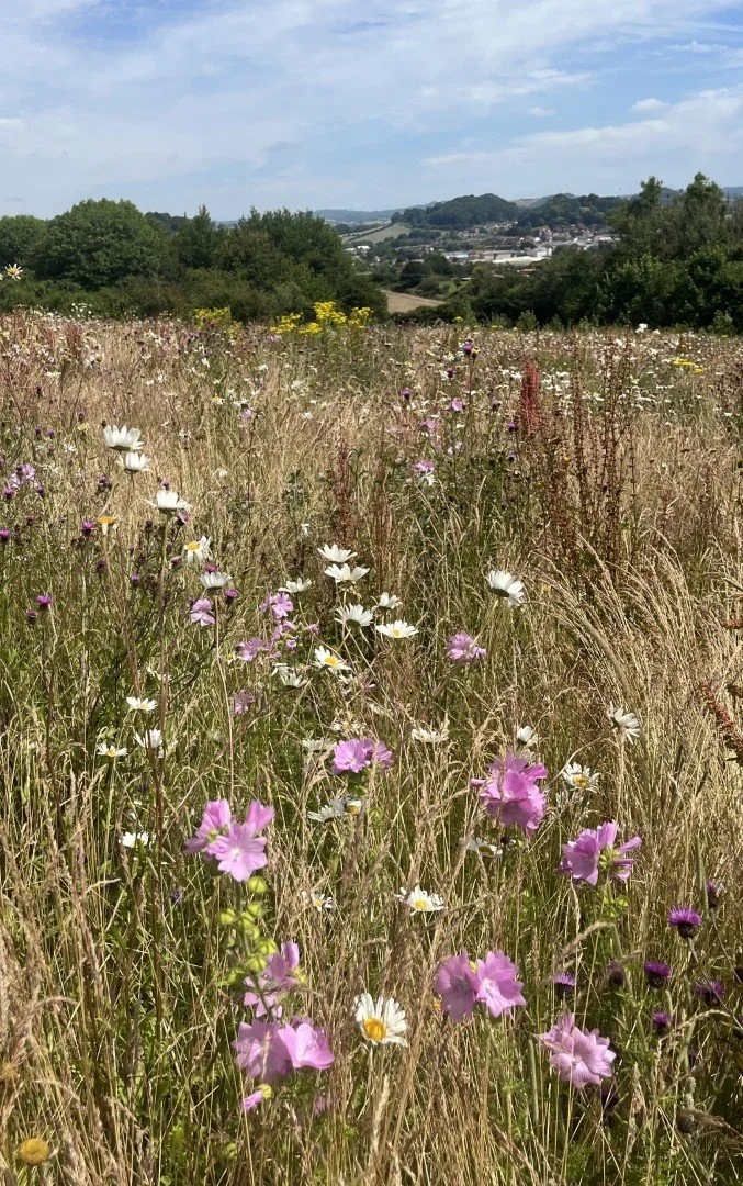 Pink campion & oxeye daisy