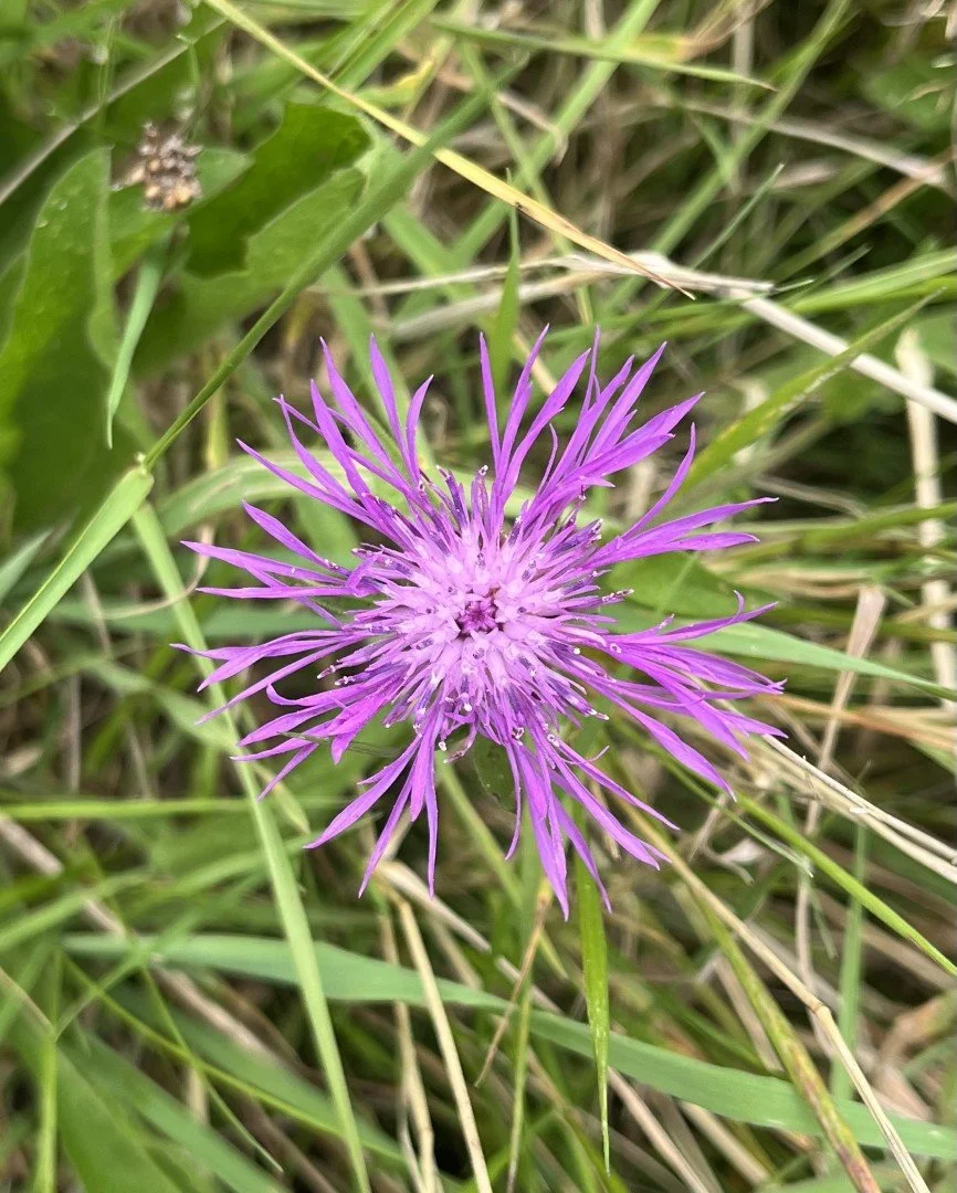 Greater knapweed