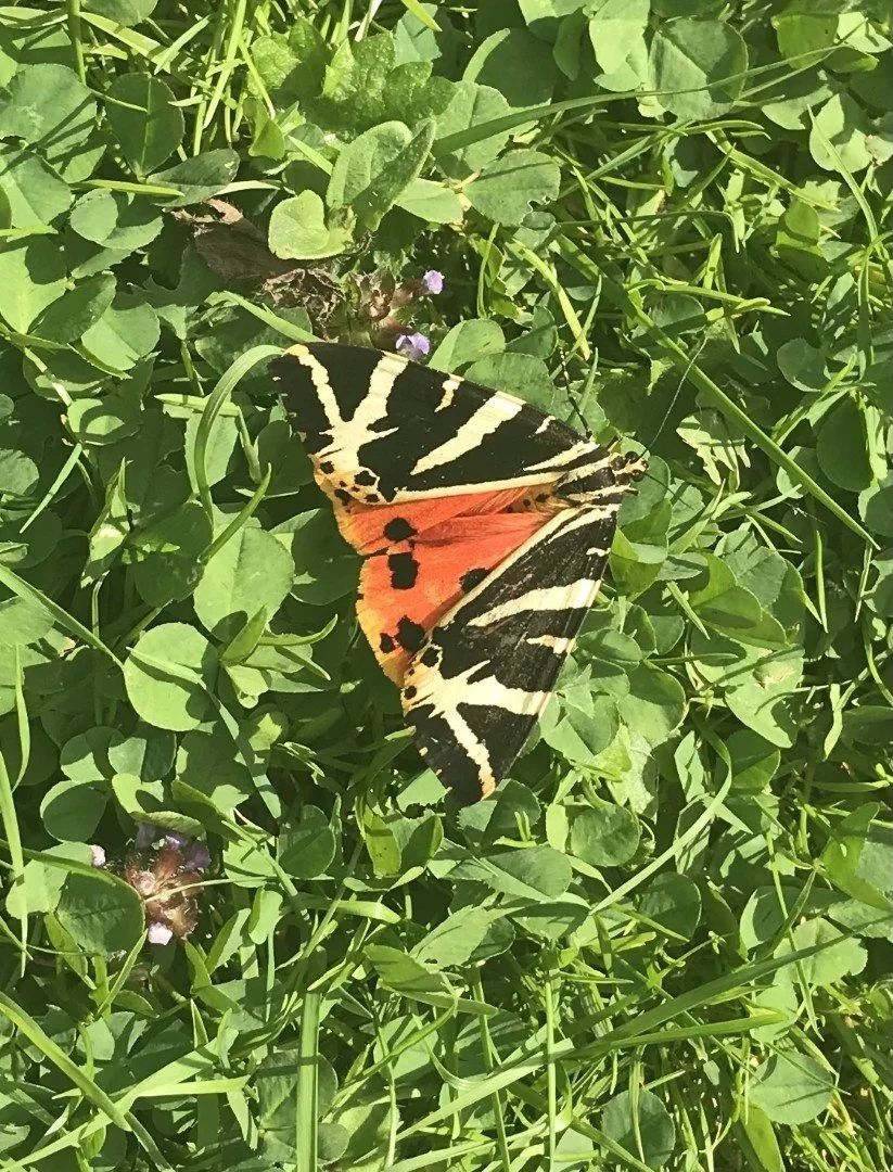 Jersey tiger moth