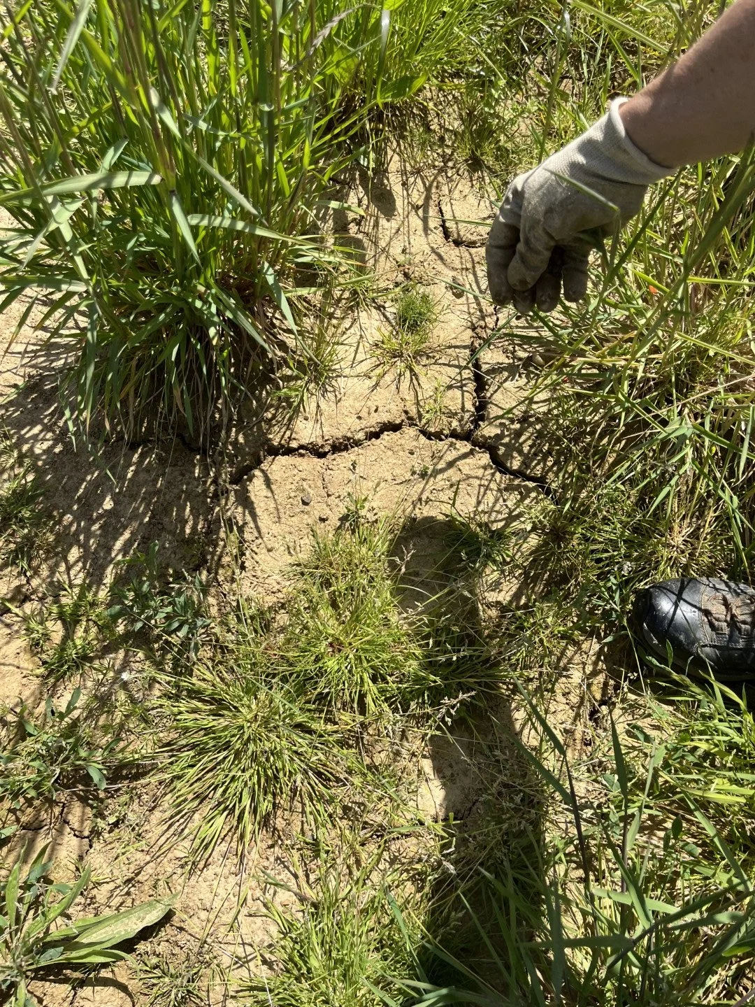 Soil in the first year, Sprinf 2023