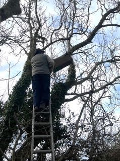 The owl box entailed careful positioning!