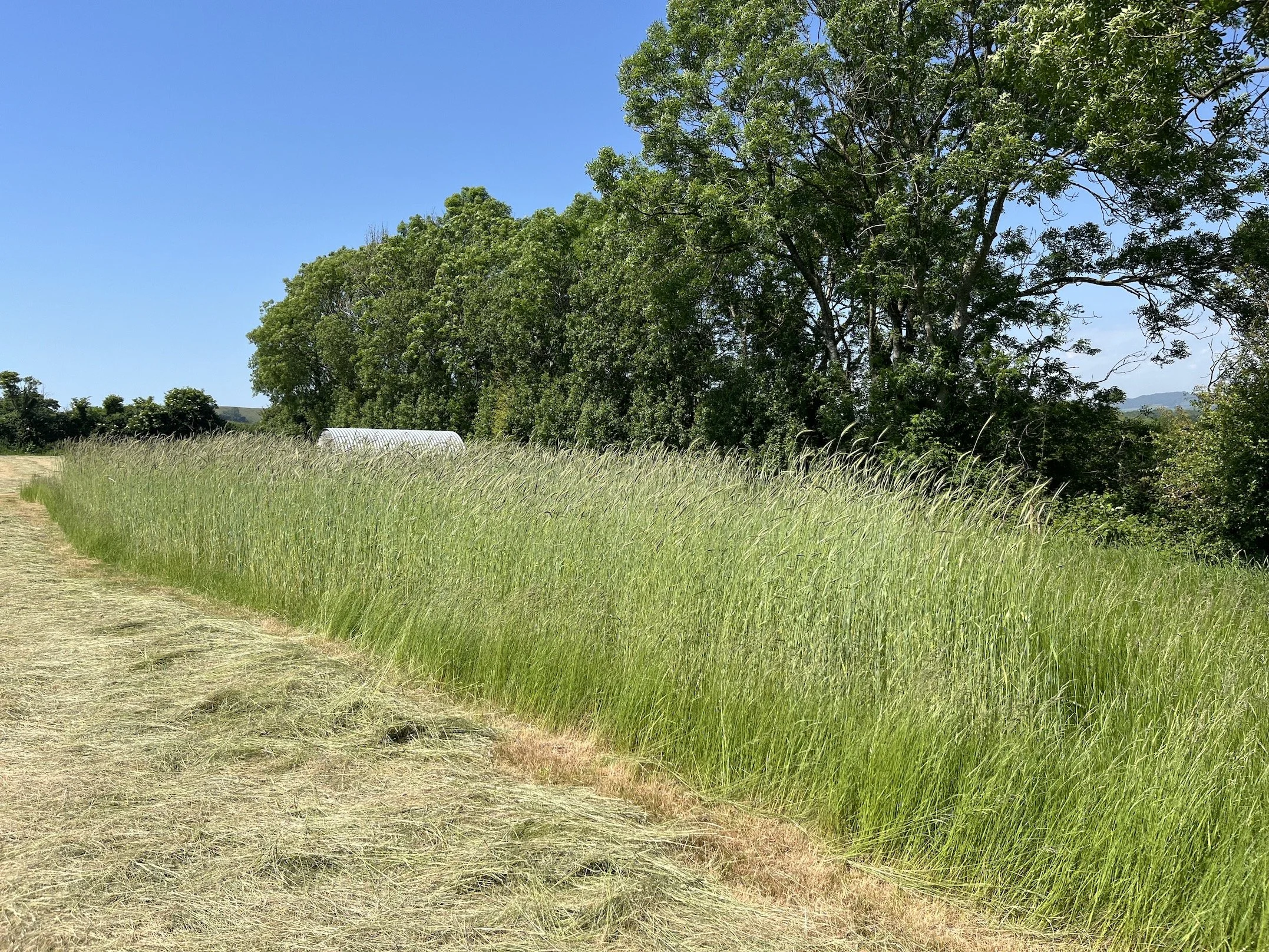 Perennial Rye 26May26