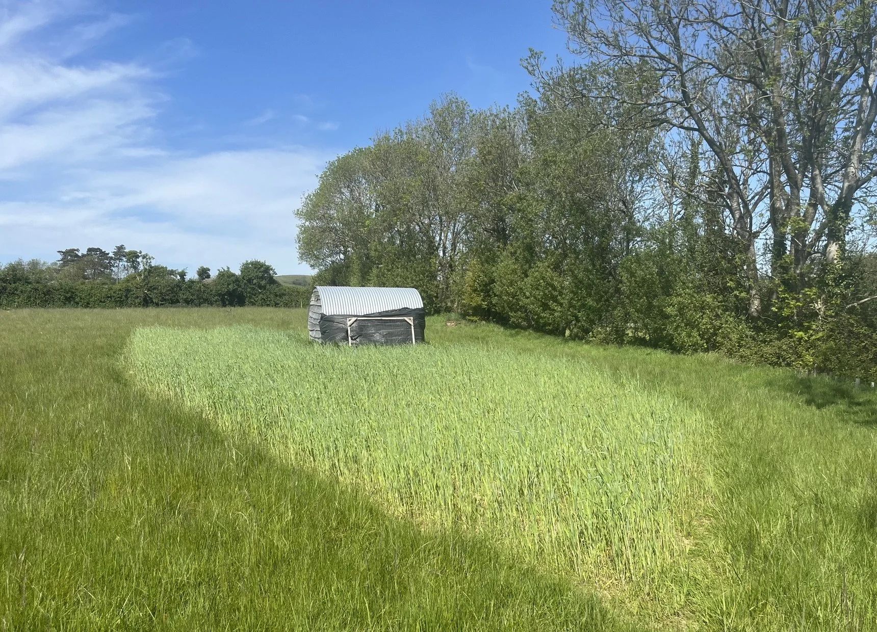 Rye Crop 7 May