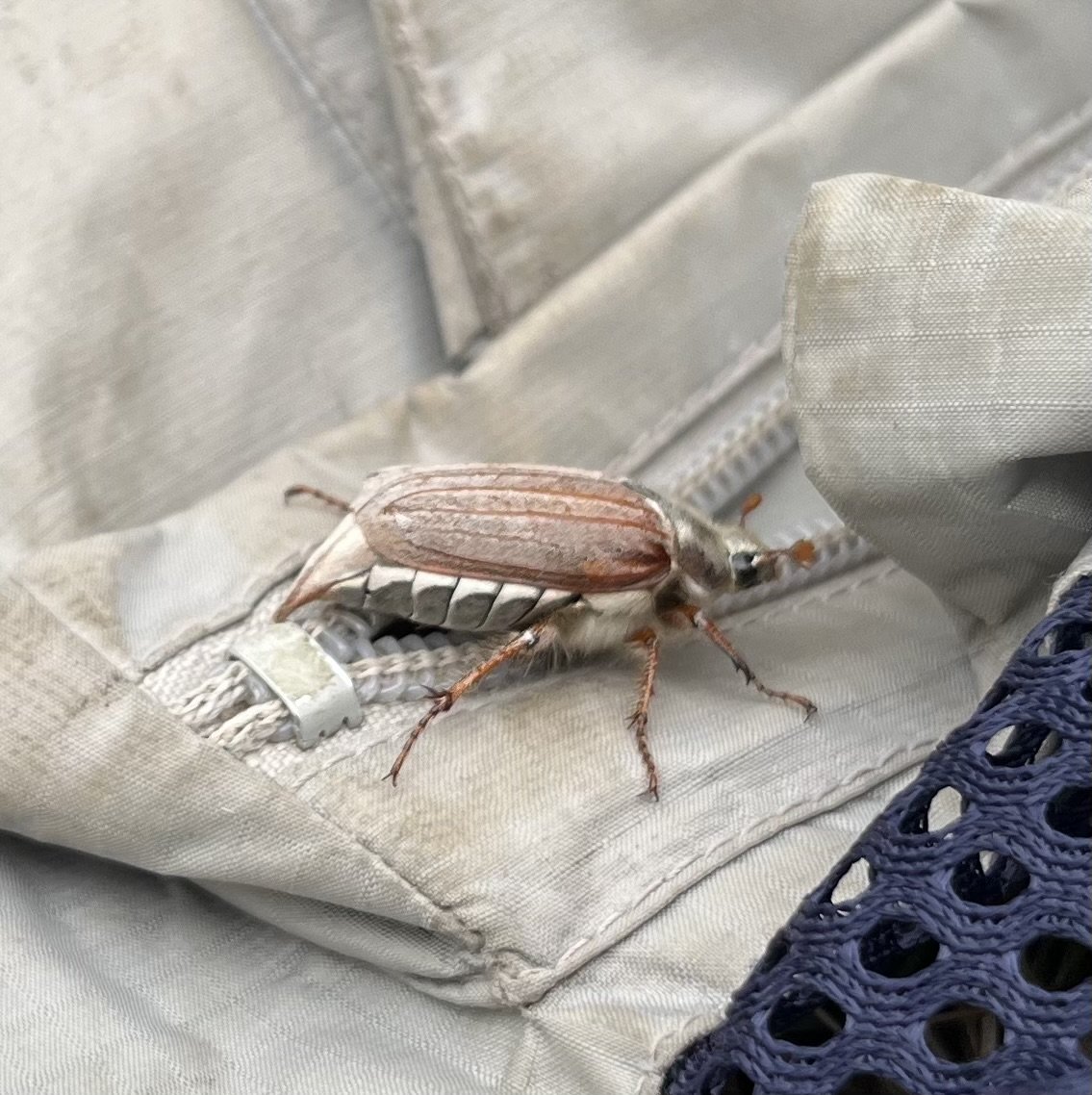 Cock Chaffer Beetle