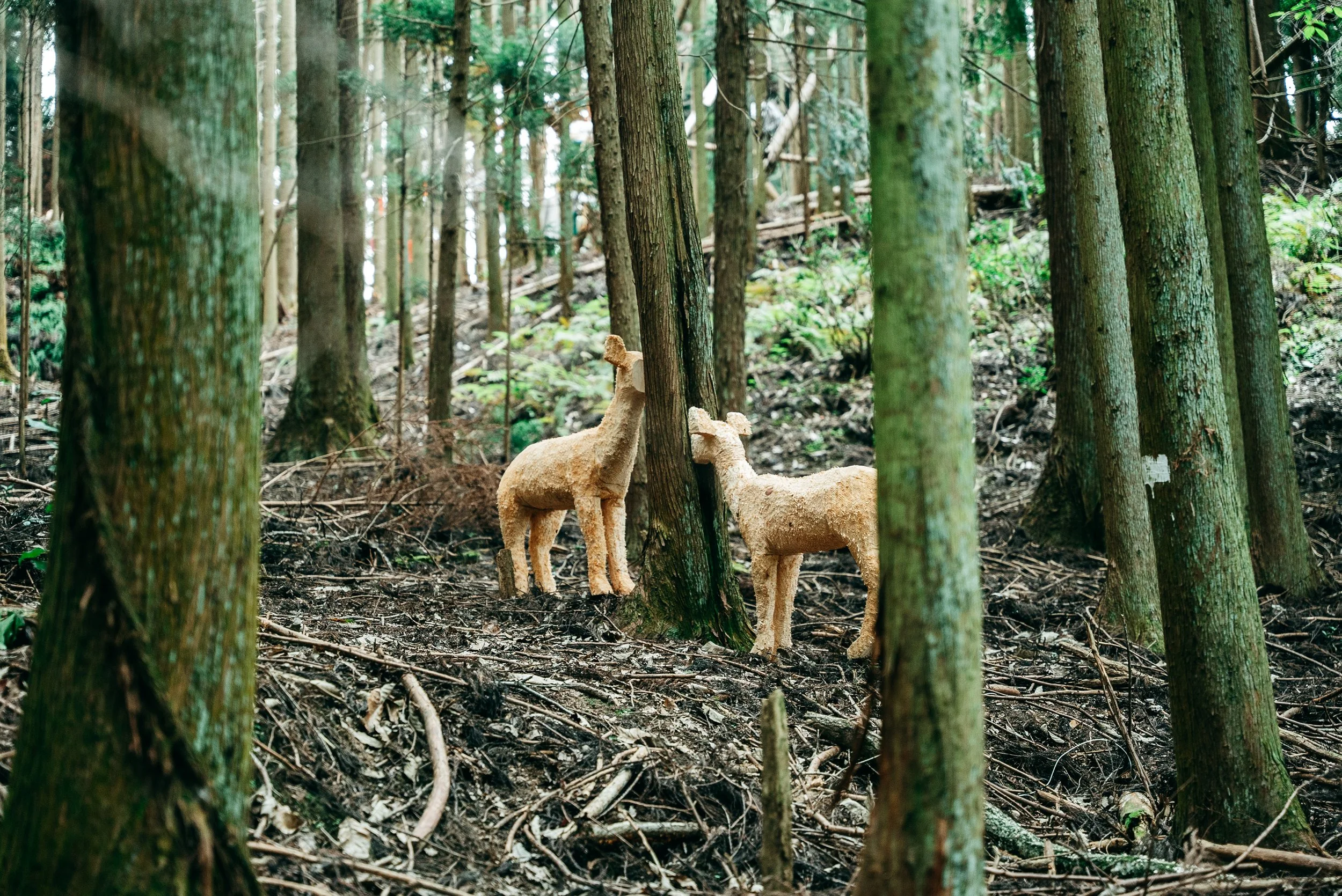 mindtrail_yoshino-142.jpg