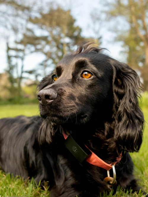 Pet portrait