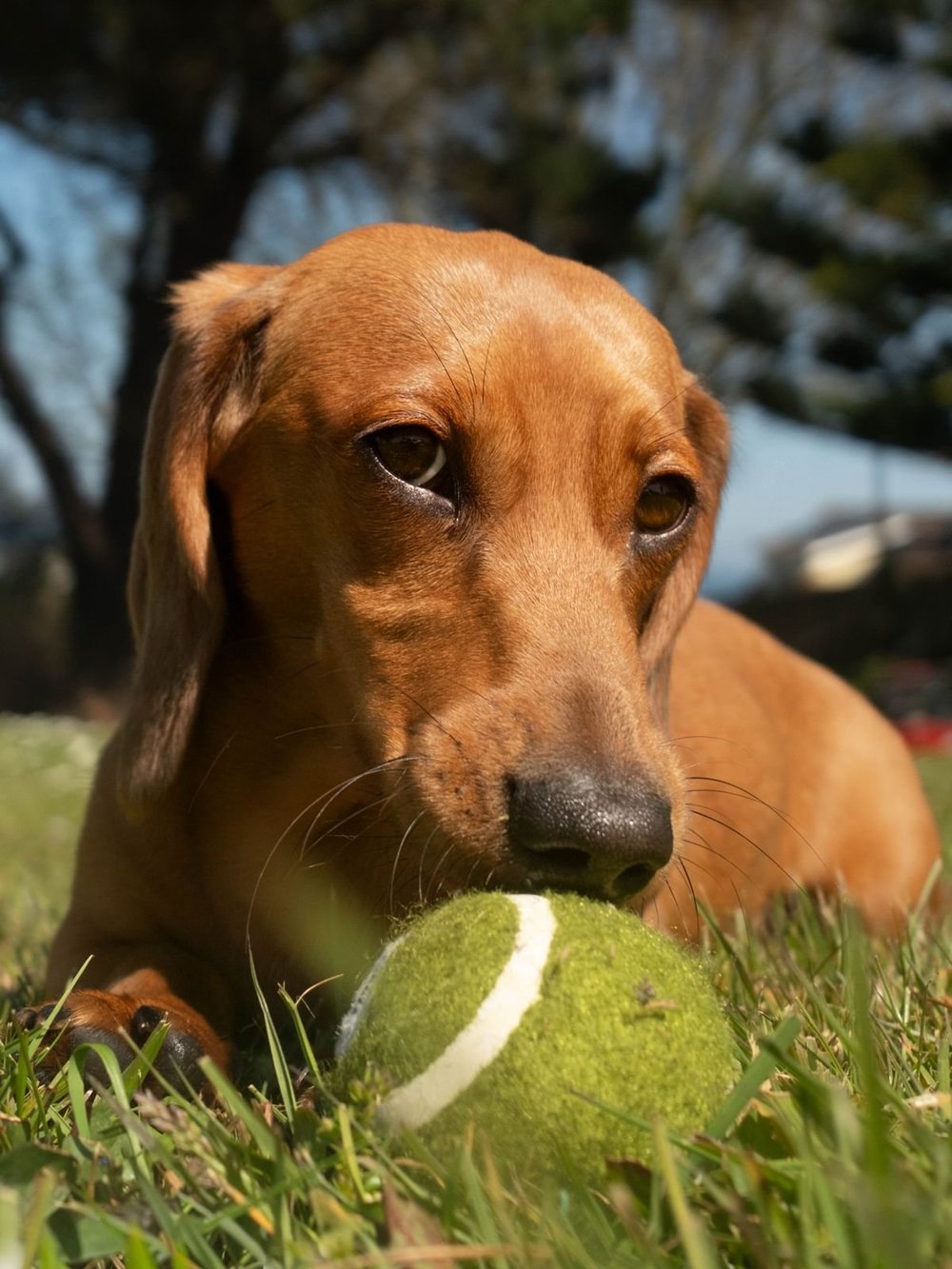 Pet portrait