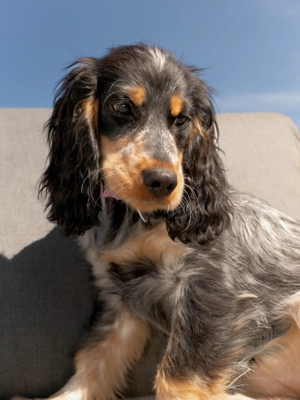 Pet portrait