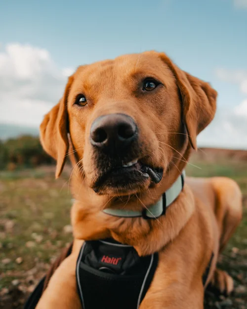 Pet portrait