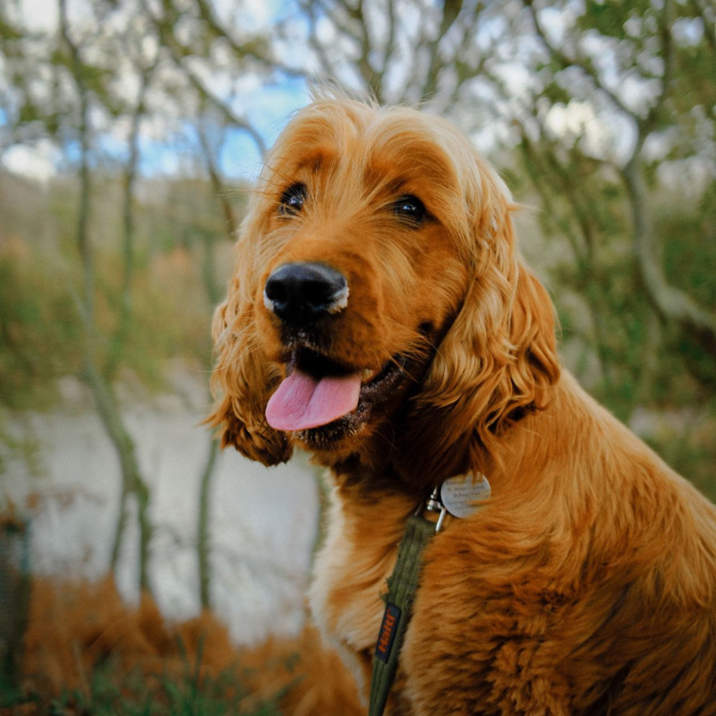Pet portrait