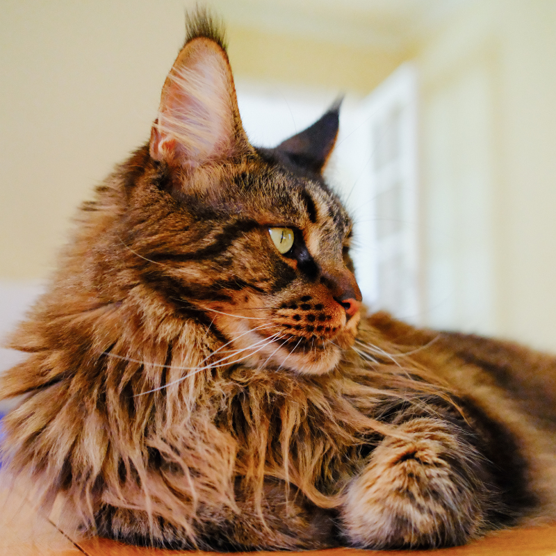 Pet portrait