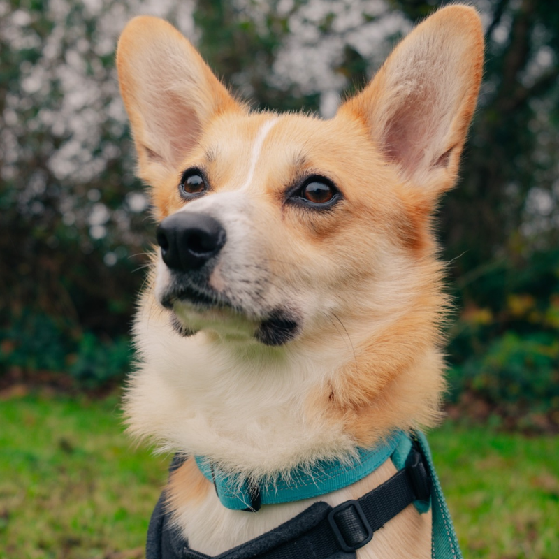 Pet portrait