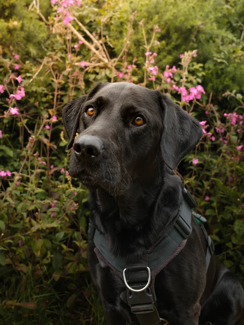 Pet portrait