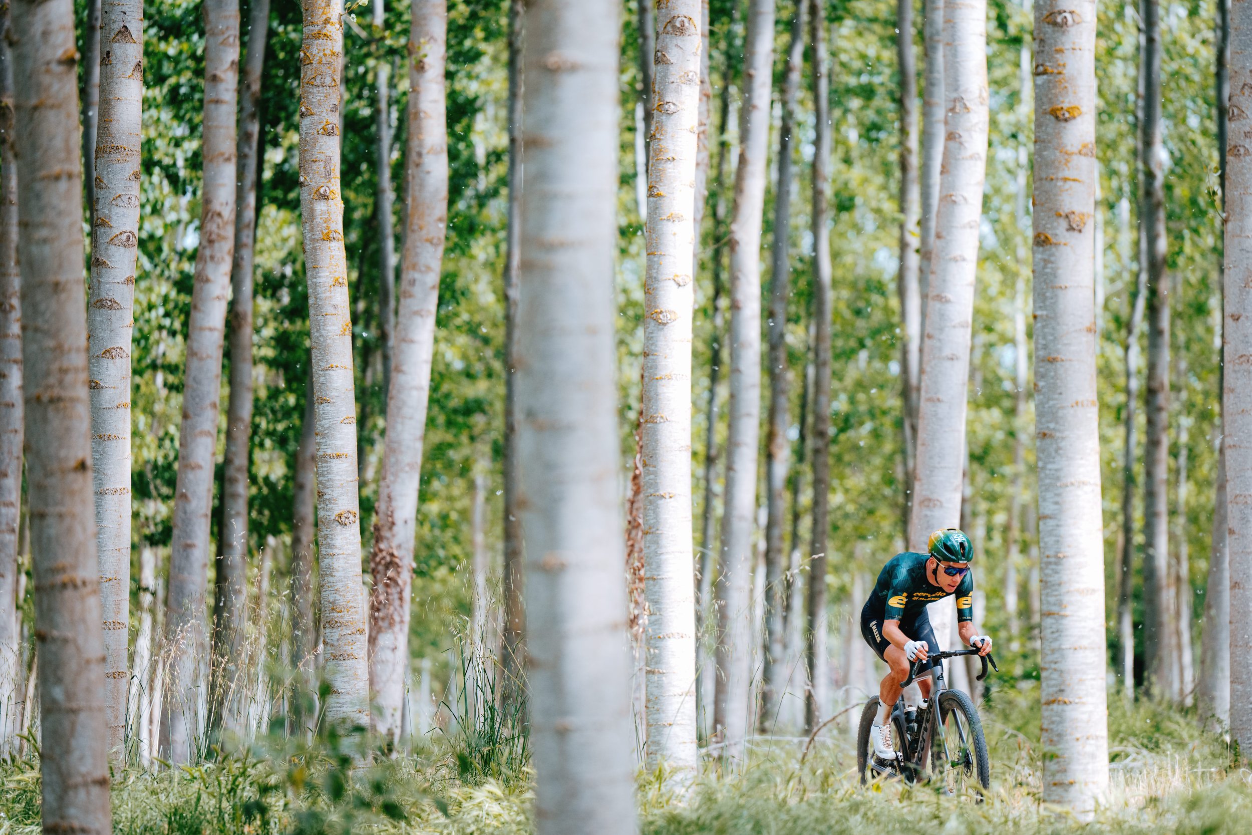 A person mountain biking through a forest of tall, slender trees with light-colored bark and green foliage. The cyclist is wearing a helmet and sunglasses, and is riding a black mountain bike.