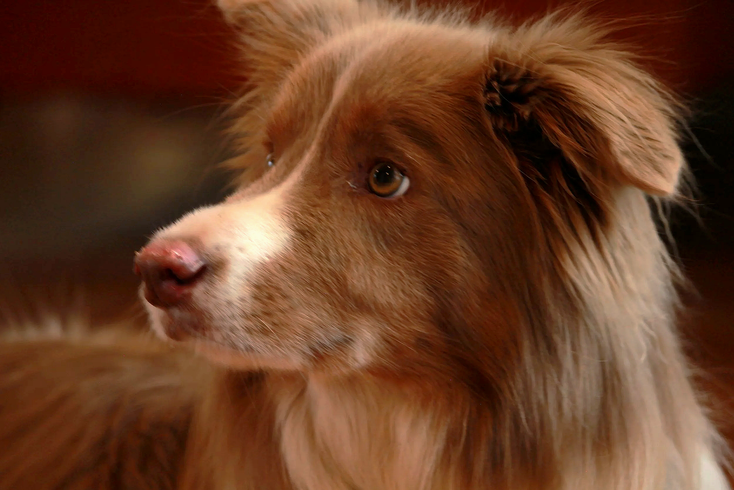 Close-up of a brown and white dog with amber eyes and fluffy fur, with a blurred background.
