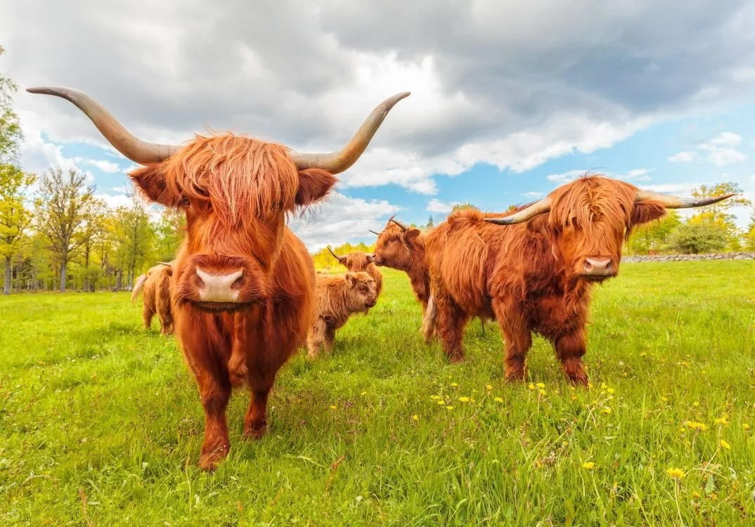 Highland cows - everyone's favourite photo stop
