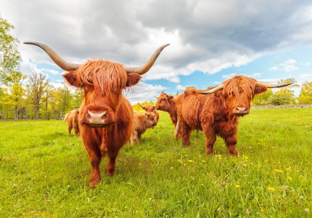 Tour 4 - 'Hairy coos' at Taste of Perthshire.jpg