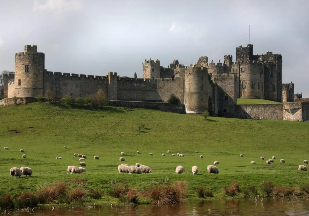 Sheep grazing beside the River Aln