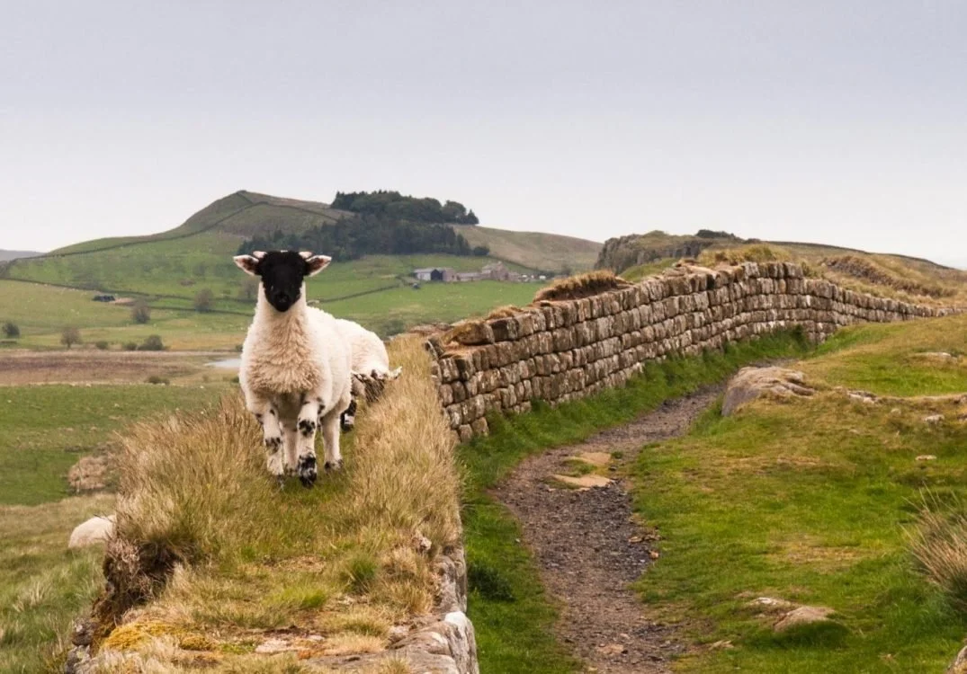 Lamb-on-Hadrians-Wall-iStock-scaled-aspect-ratio-444x310-2-1075x750.jpg