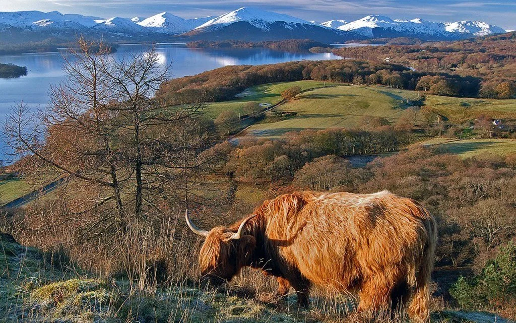 A Highland cow grazing on a hill with scenic landscape of a lake, mountains, and rolling hills in the background.