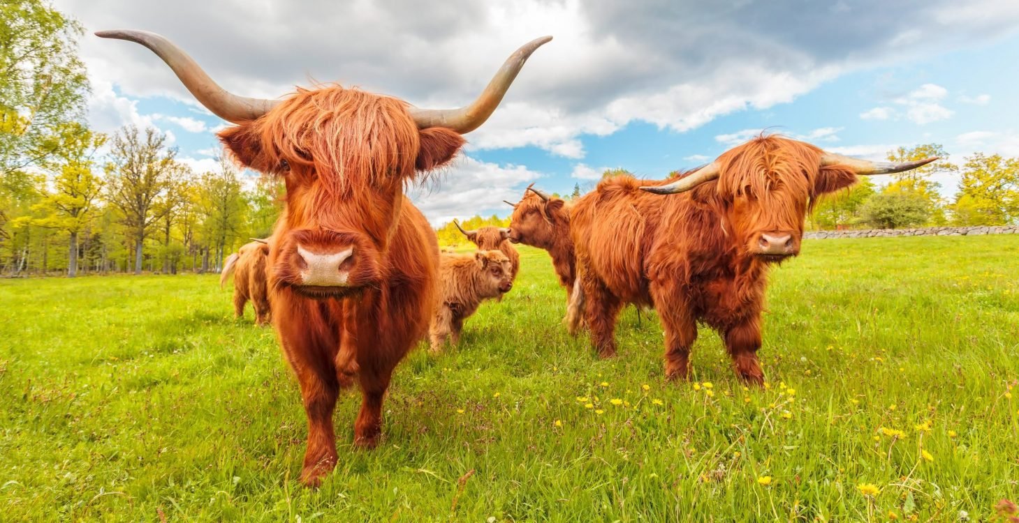 Highland cow safari