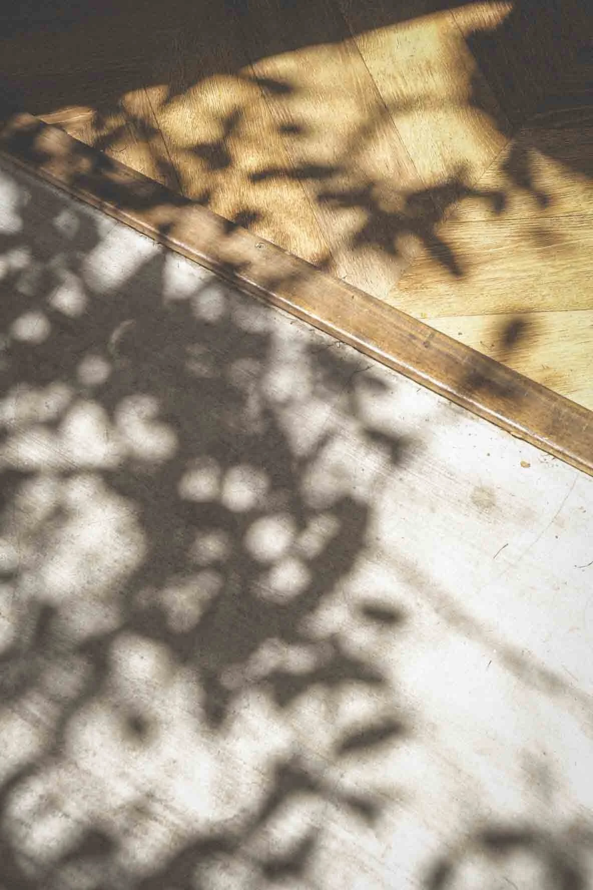 Ombres d'une plante sur un sol en bois et en béton.