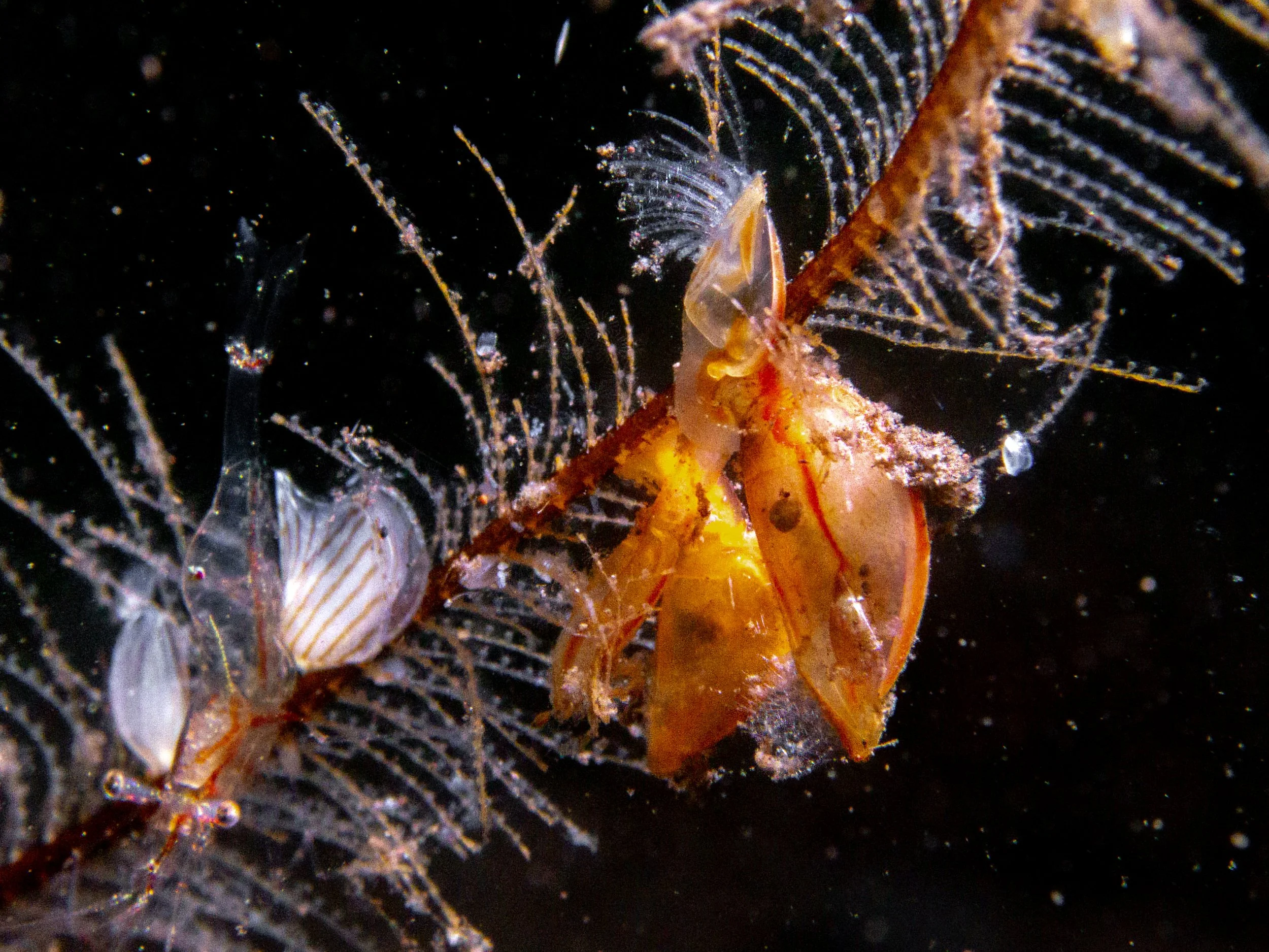  Dichelaspis orthogonia  · Indonesia · 2014 | Barnacles are not glamorous. This one has been photographed once on  iNaturalist . 
