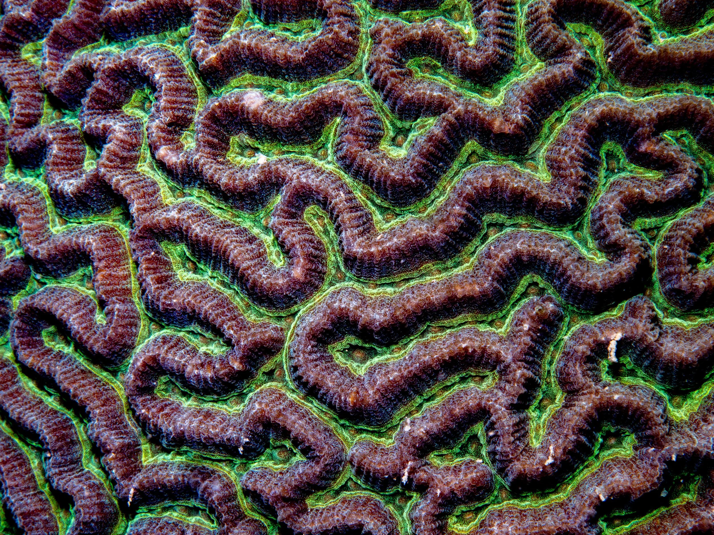 Genus Platygyra (Greater Maze Corals) · Singapore · 2024