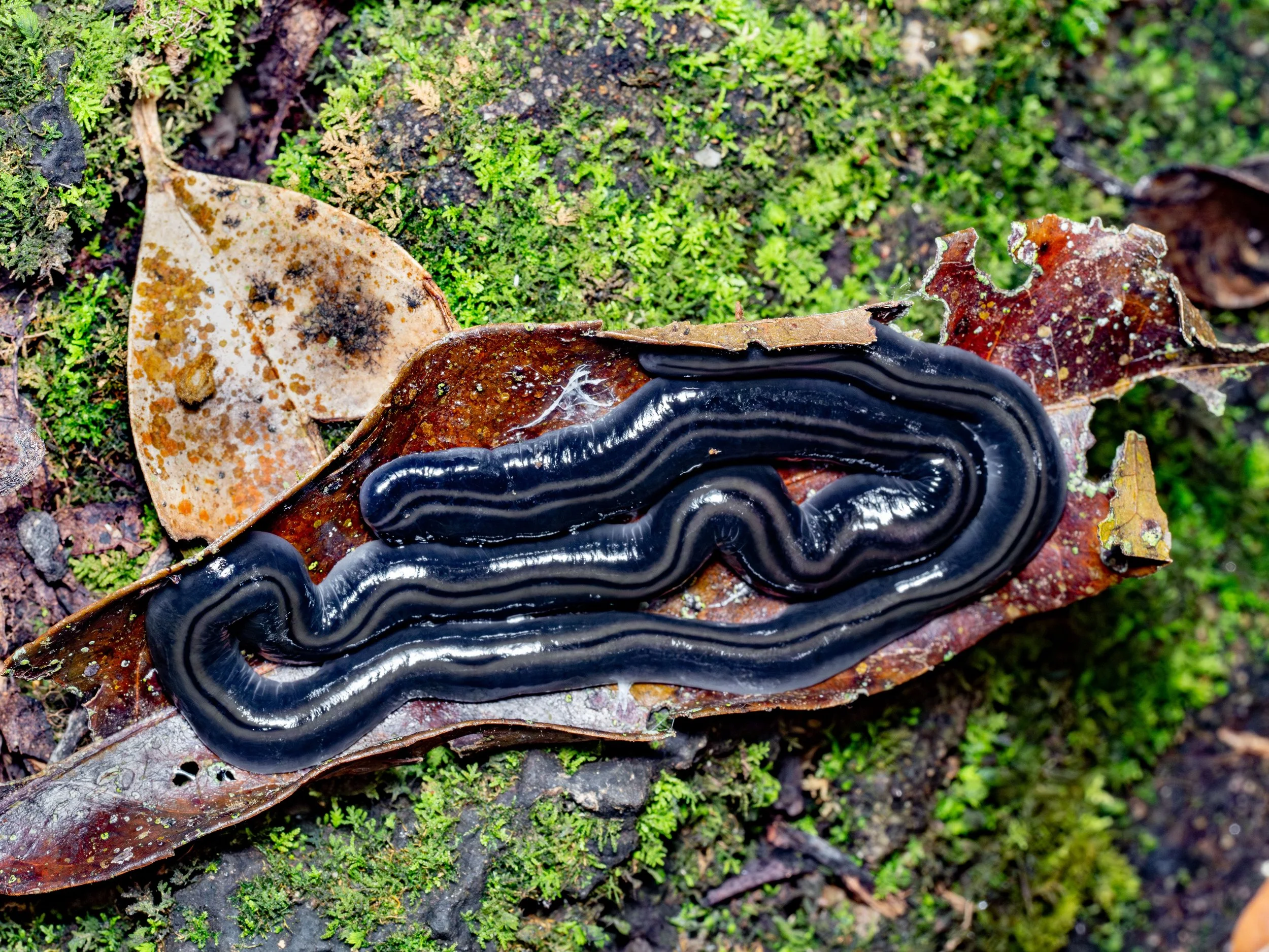  Beauchampius indosinicus  · Vietnam · 2025 | A terrestrial flatworm that passes through the world almost unnoticed. One of only four photographs recorded on  iNaturalist .
