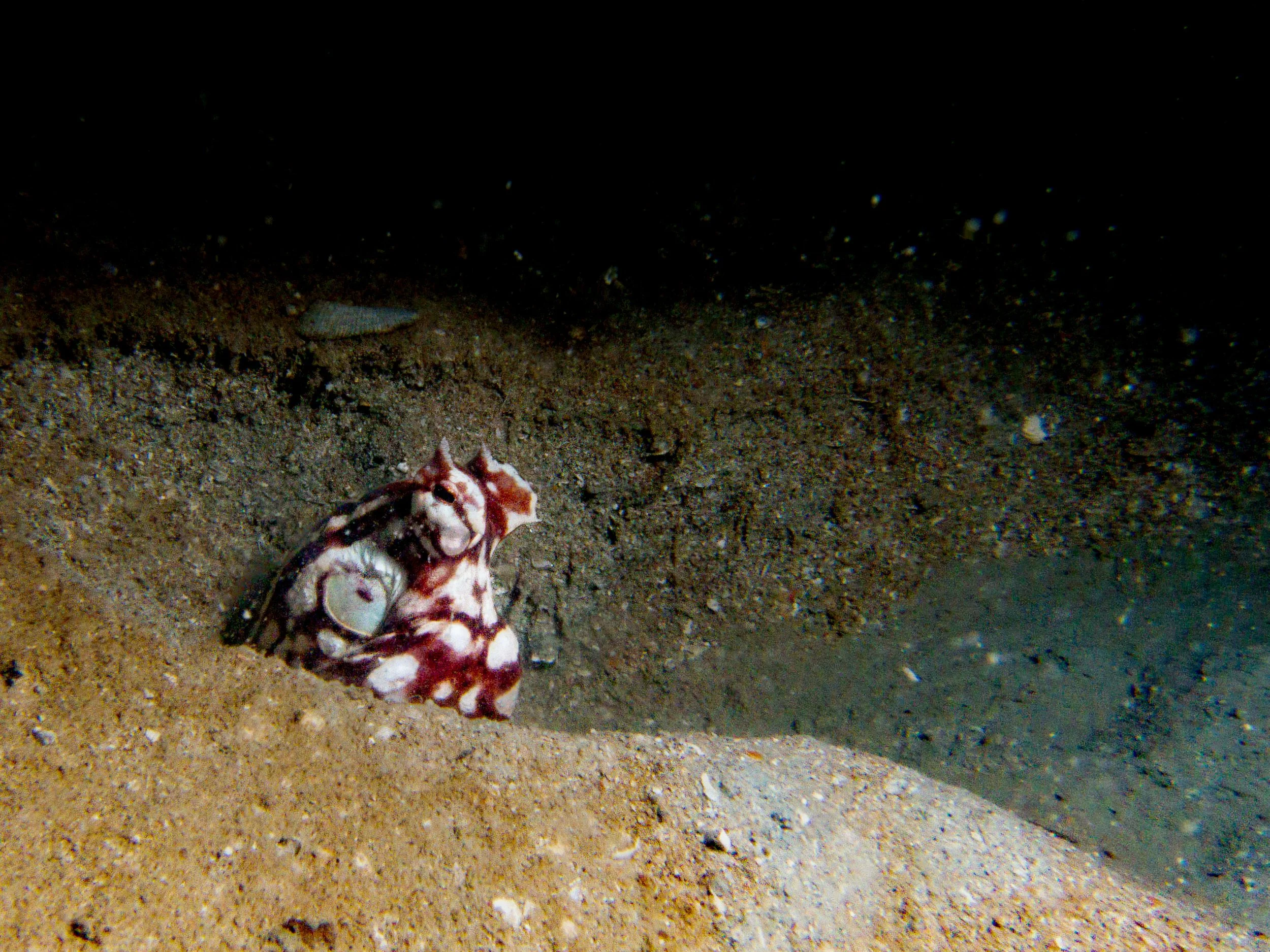  Thaumoctopus mimicus  · Singapore · 2014 | The only recorded observation of this species in Singapore waters. Documented by the  Lee Kong Chian Natural History Museum , Singapore.
