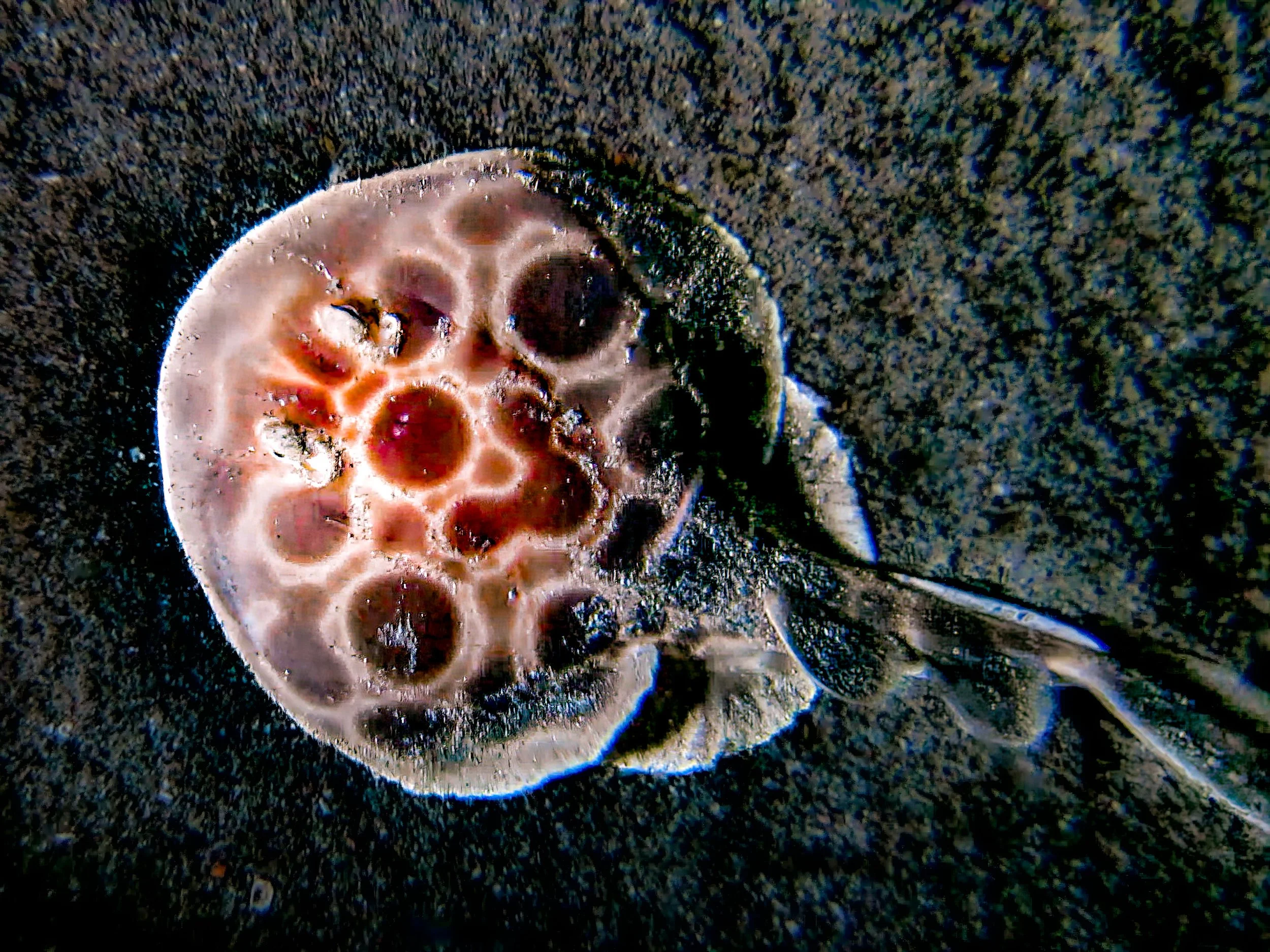  Narcine baliensis  · Indonesia · 2012 | Described in 2016 and listed as Near Threatened on the IUCN Red List. The Indonesian Numbfish is a rarely encountered electric ray with only four records on  iNaturalist .
