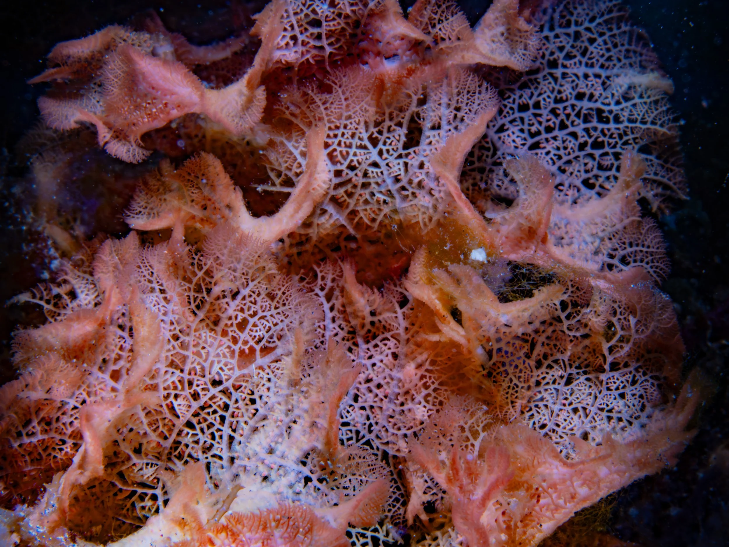 Genus  Vanvoorstia  · Indonesia · 2022 | Tentatively identified as  V. coccinea , a rarely documented alga. One of only three  iNaturalist  observations globally.
