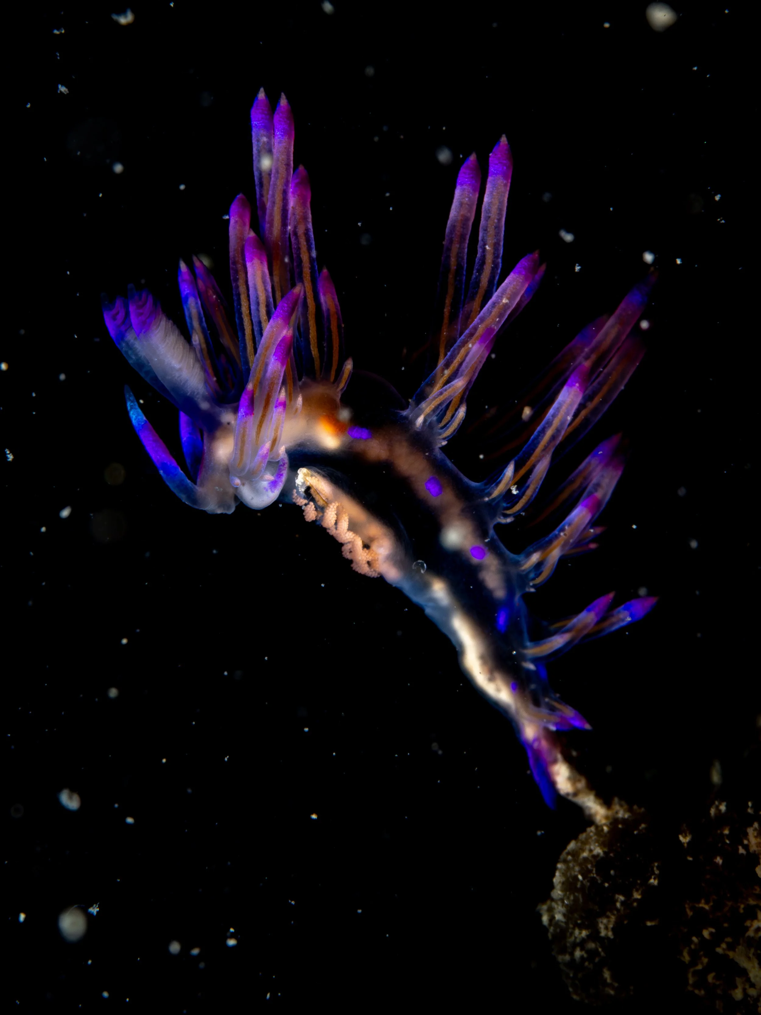 Genus Coryphellina · Singapore · 2022