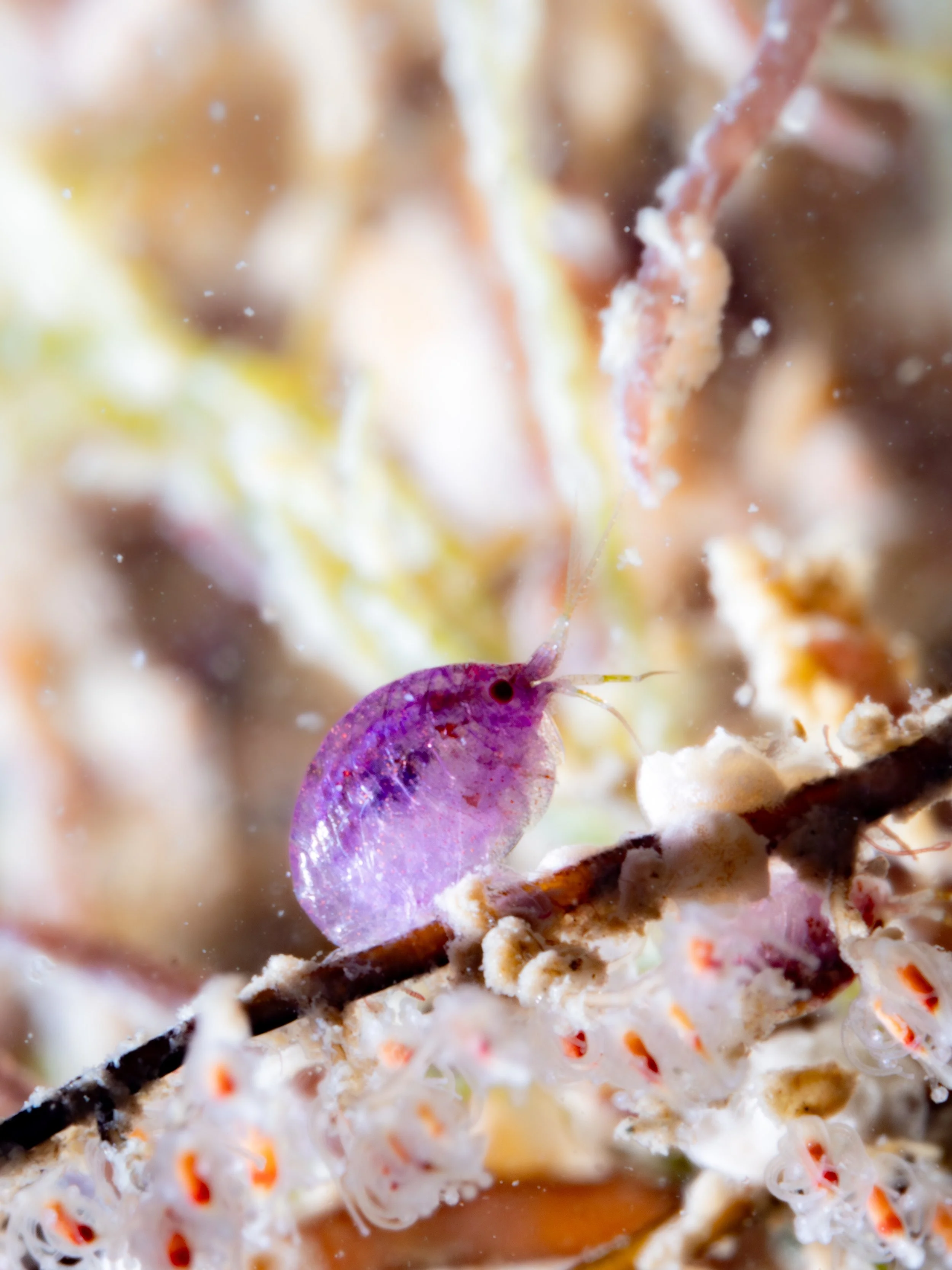 Family Stenothoidae · Singapore · 2022